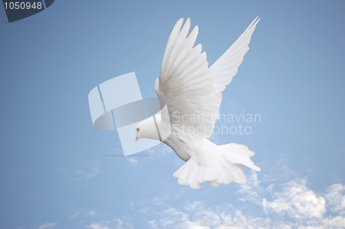 Image of White dove in flight