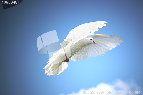 Image of White dove flying