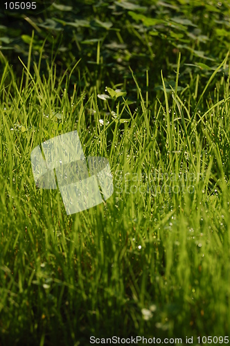 Image of grass