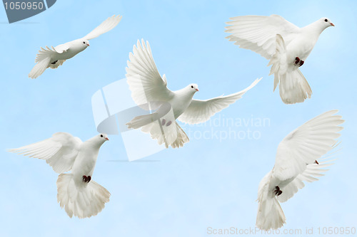 Image of White dove in flight