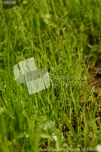 Image of grass