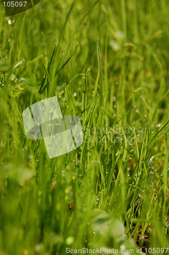 Image of grass