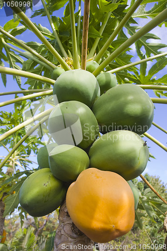 Image of Carica Papaya