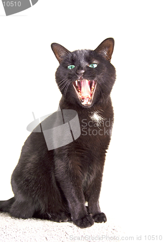 Image of A sitting black cat (green eyes) yawns. 14MP camera