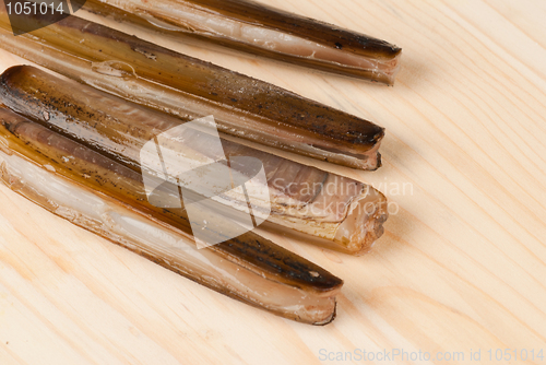 Image of Razor clams