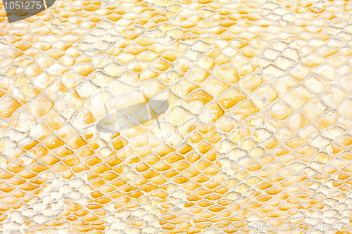 Image of Reptile texture