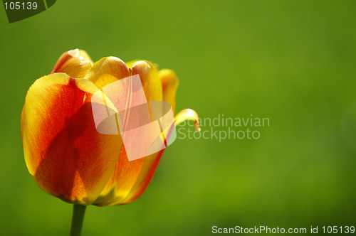 Image of Tulip