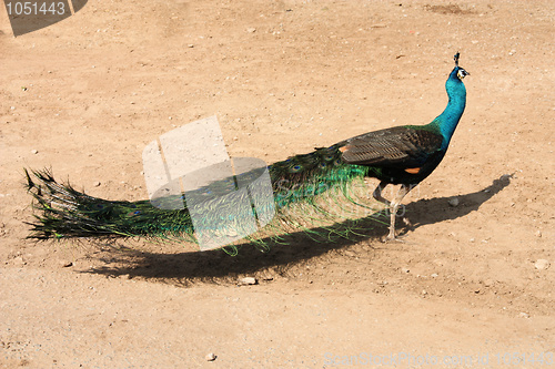 Image of Peacock