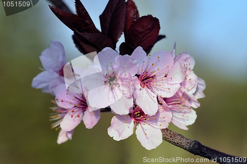 Image of Cherry Blossom