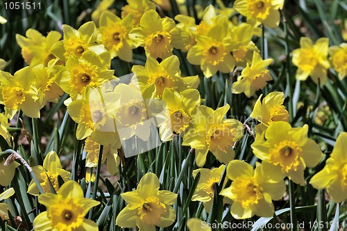 Image of Daffodil