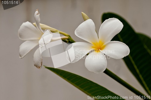 Image of Frangipani