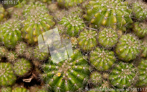 Image of cactus