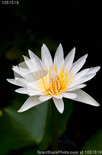 Image of Water Lily