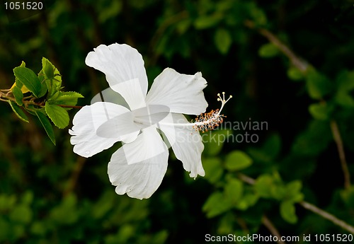 Image of White Hibiscus