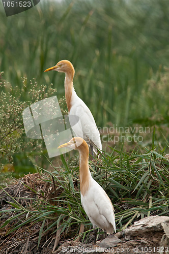 Image of Cattle Egret