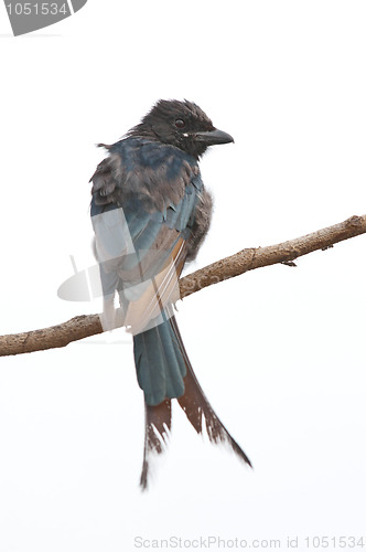 Image of Drongo