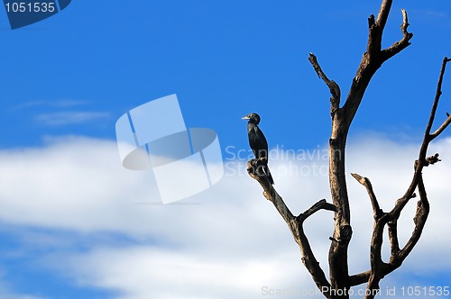 Image of Cormorant