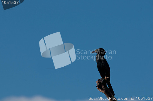 Image of Cormorant