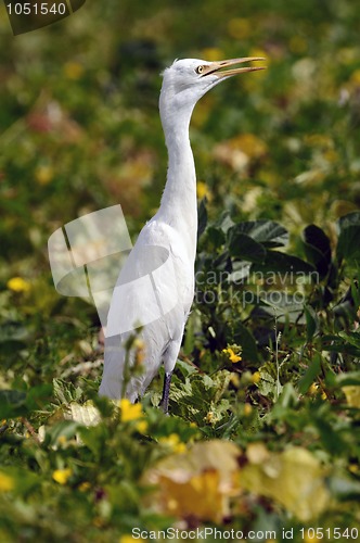 Image of Egret