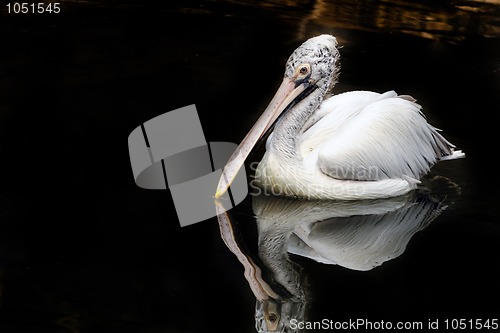 Image of Pelican