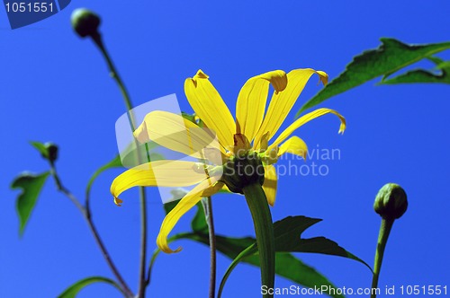 Image of Coreopsis Moonbeam