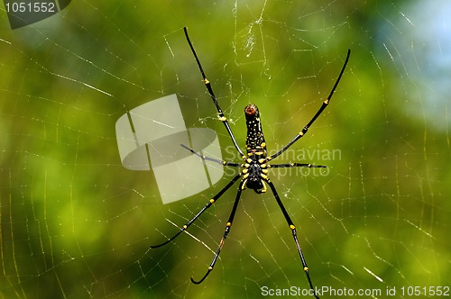 Image of Giant Wood Spider