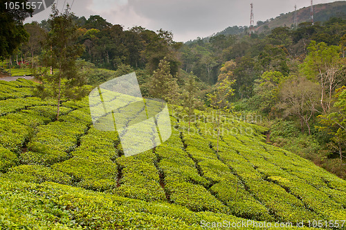 Image of Tea Plantation