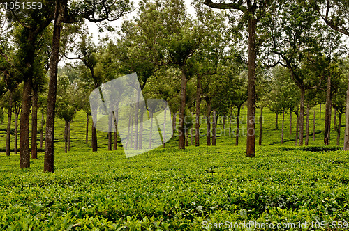 Image of Tea Plantation