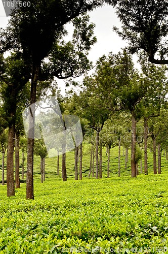 Image of Tea Plantation