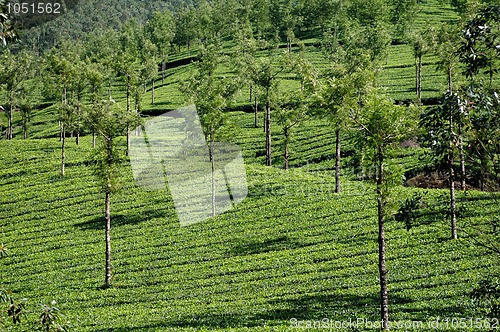 Image of Tea Plantation