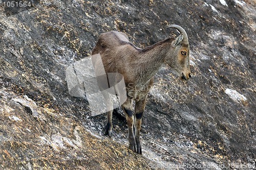 Image of Nilgiri Tahr