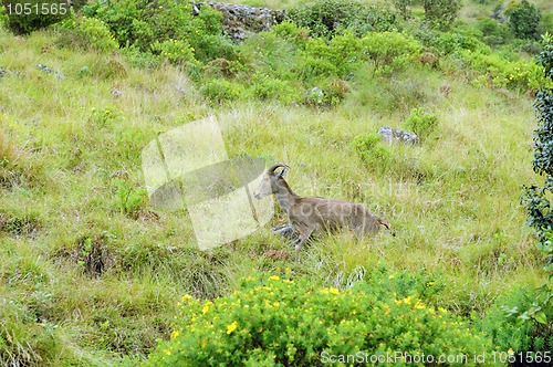 Image of Nilgiri Tahr