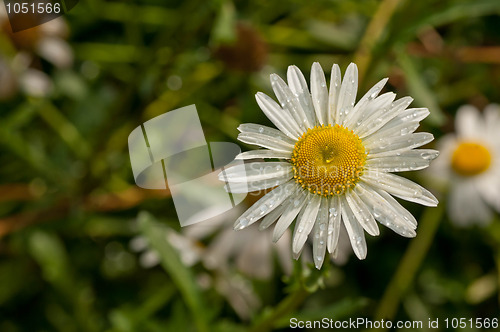 Image of Shasta Daisies