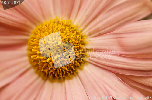 Image of Helichrysum Paper daisy 