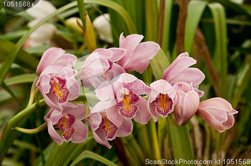 Image of Dendrobium nobile  