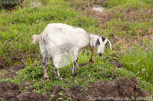 Image of Goat