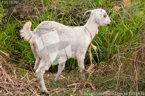 Image of Goat