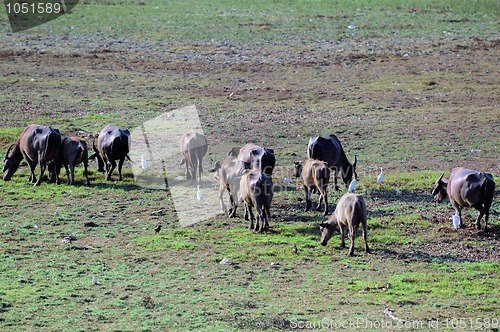 Image of Cattle