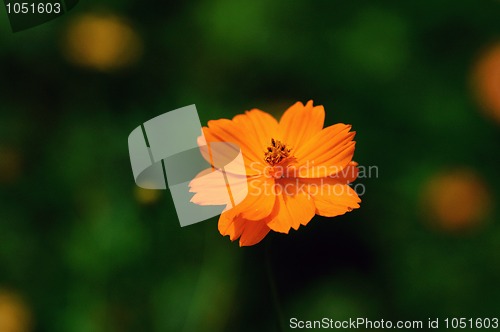Image of Cosmos
