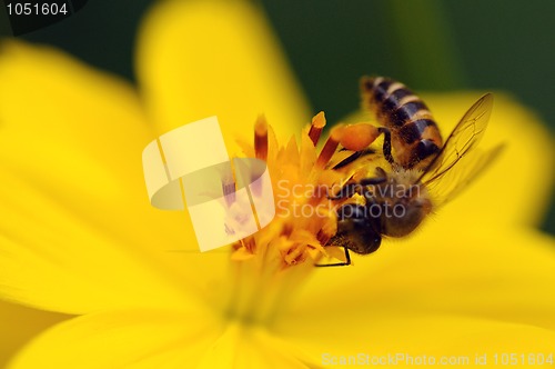 Image of Bee