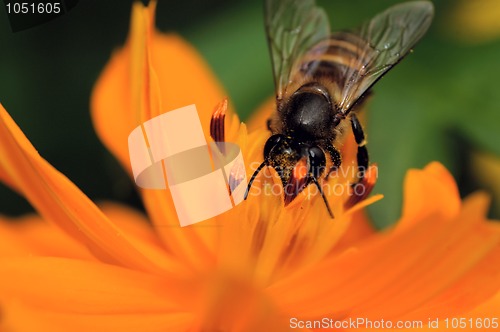 Image of Bee