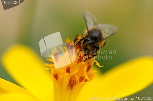 Image of Bee