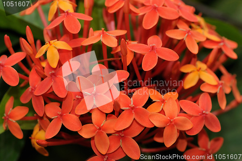 Image of ixora