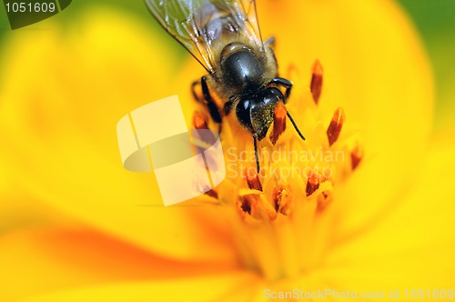 Image of Bee