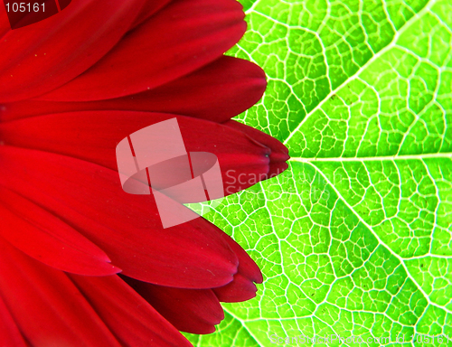 Image of Gerber on the leaf background
