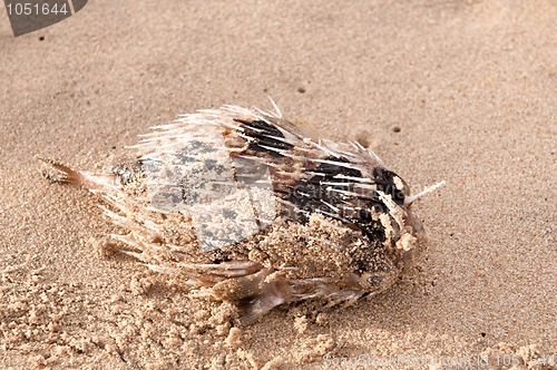 Image of dead Fish