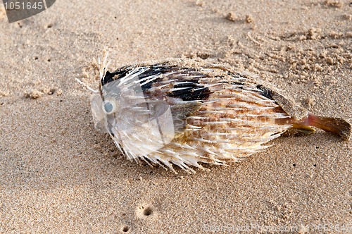 Image of dead Fish