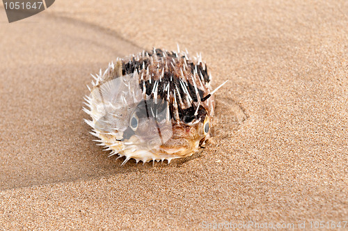 Image of Dead Fish