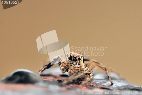 Image of Jumping Spider