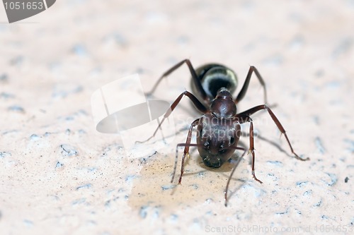 Image of Honey pot Ants